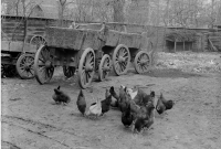 Bekijk detail van "Kippen aan de Dammaat - Bep (G.L.) De Boer - 1946"
